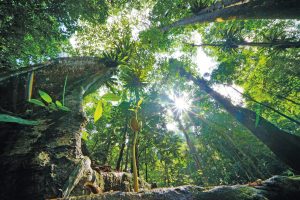 Tropenholz mit gutem Gewissen - wob Würzburgs Wochenzeitung