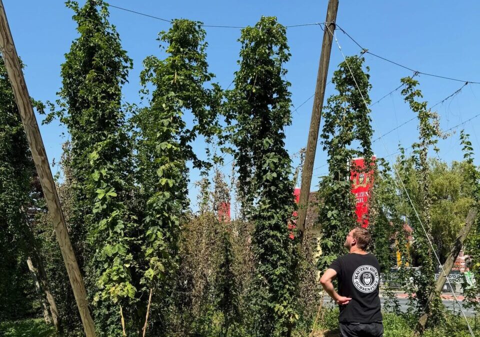 Vandalismus im Hopfengarten: „Man kann Tradition nicht einfach abschneiden“