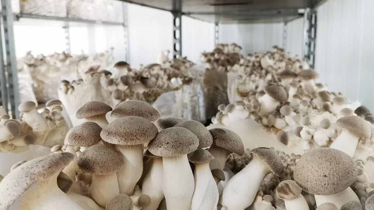 Wild-Pilzfest-Unterpleichfeld-Kräuterseitlinge