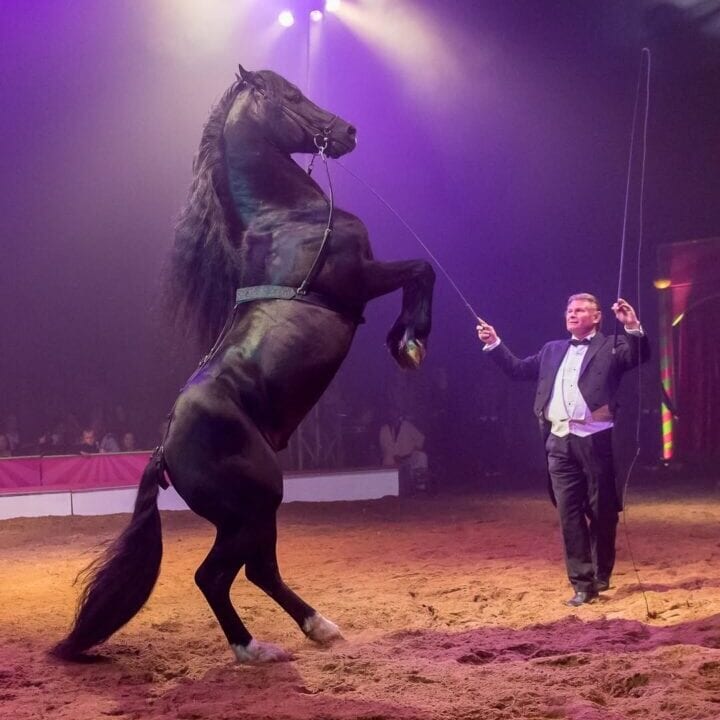 Würzburger-Weihnachtscircus-Pferde