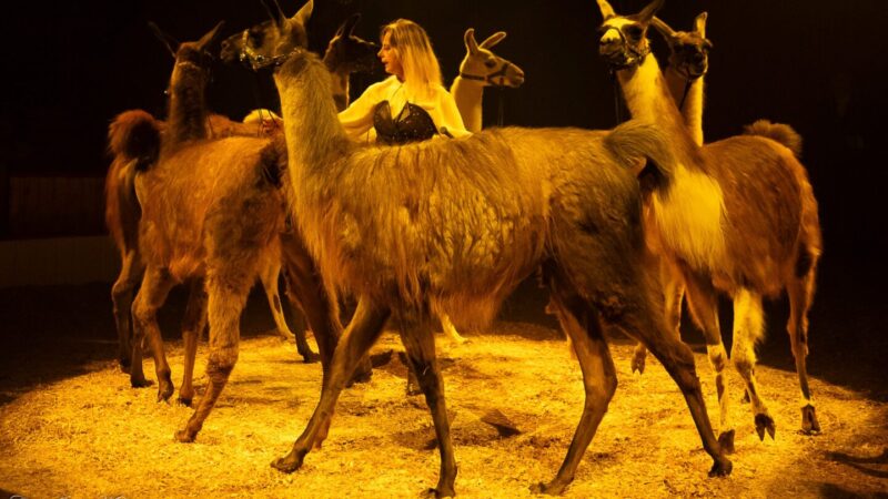 Würzburger-Weihnachtscircus-Gaby-Dew-Lamas
