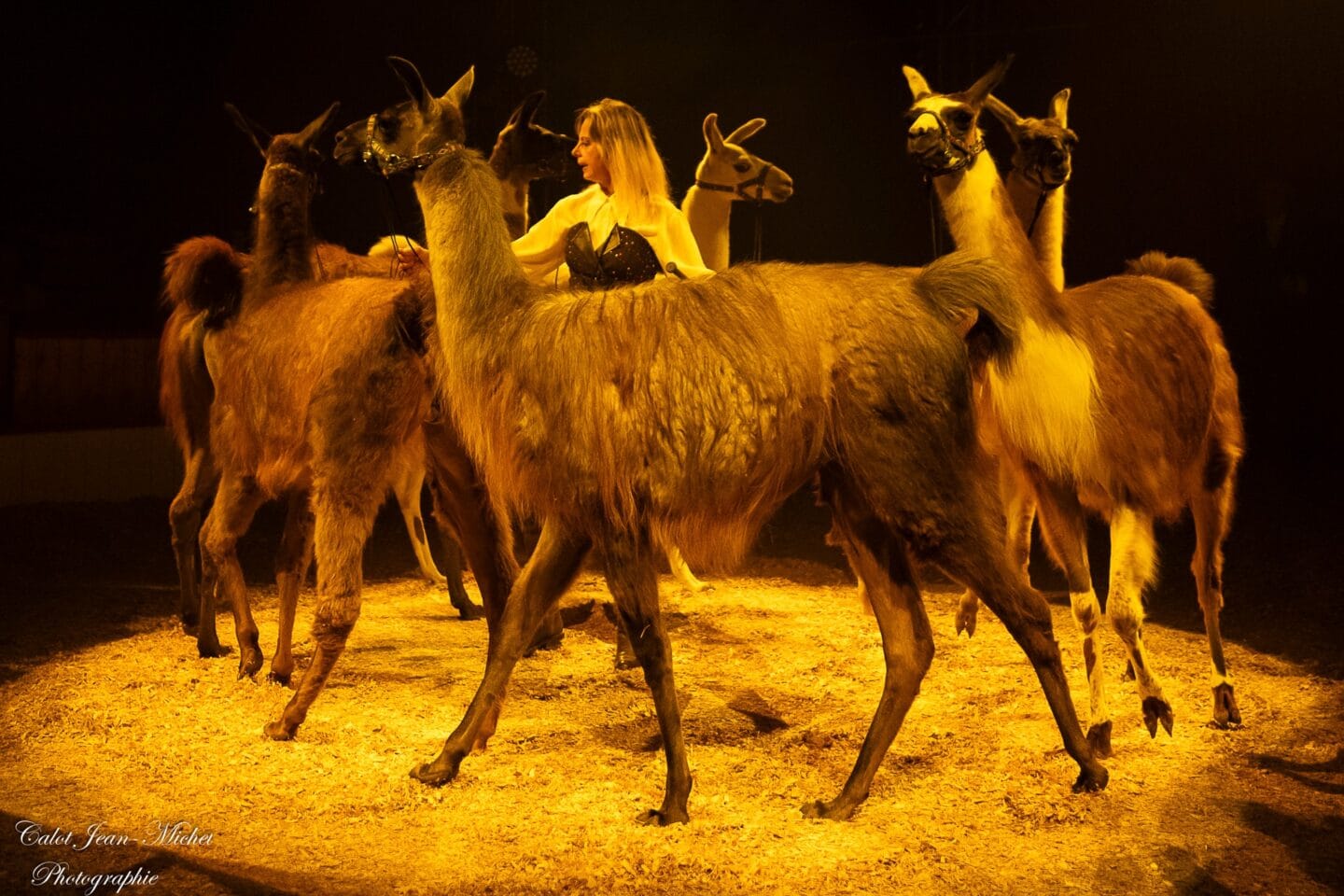 Würzburger-Weihnachtscircus-Gaby-Dew-Lamas