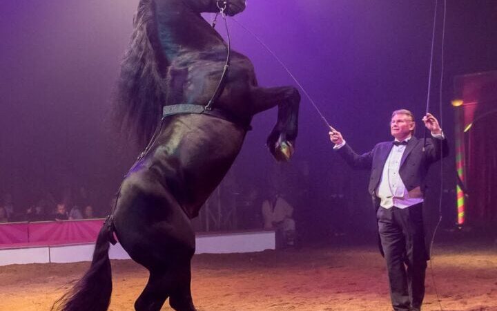 Würzburger-Weihnachtscircus-Sacha-Houcke-Pferde