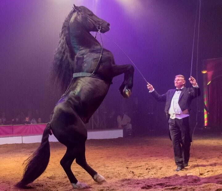 Würzburger-Weihnachtscircus-Sacha-Houcke-Pferde