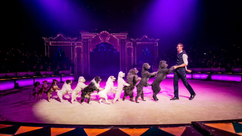 Würzburger-Weihnachtscircus-Thomas-Lacey-Hunde