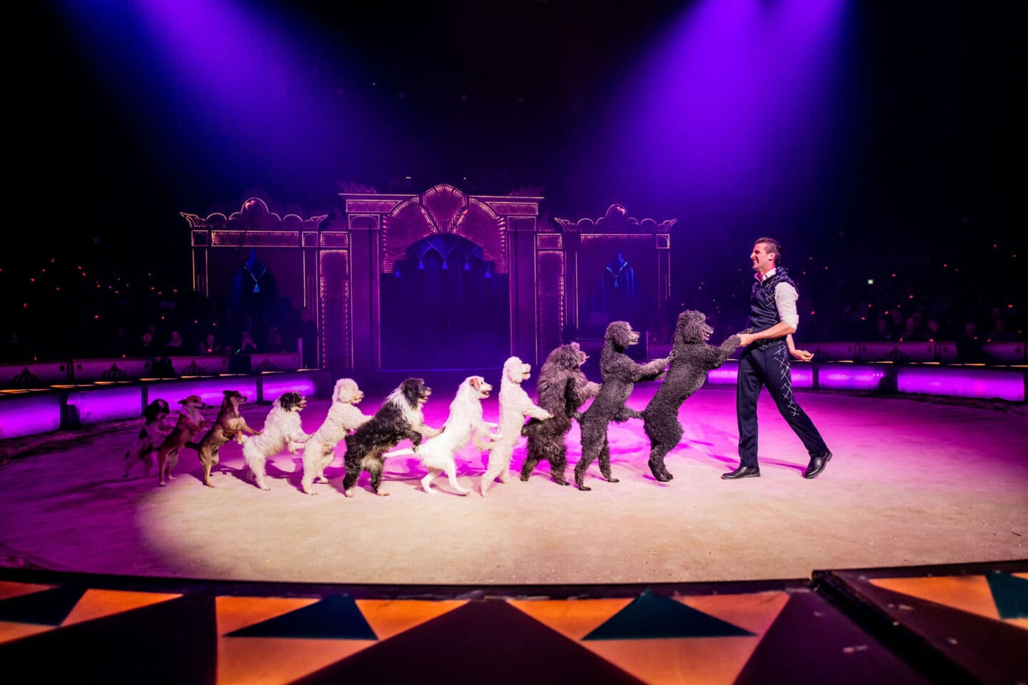 Würzburger-Weihnachtscircus-Thomas-Lacey-Hunde