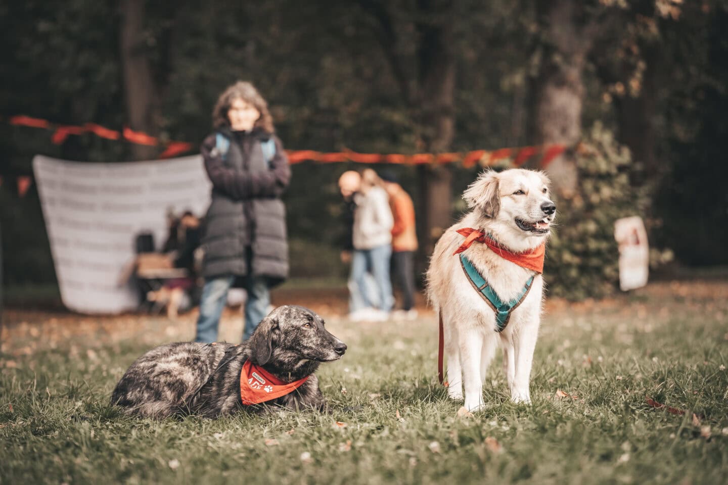 Hier lernen Sie Ihre große (Hunde)Liebe kennen