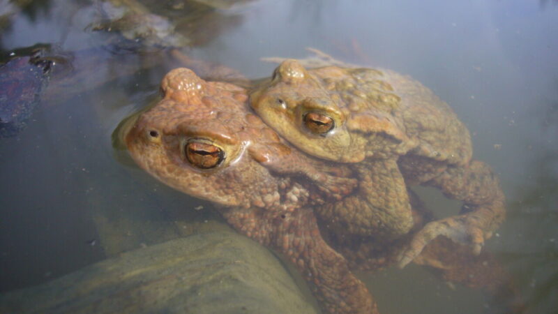 krötenwanderung-würzburg-erdkröten