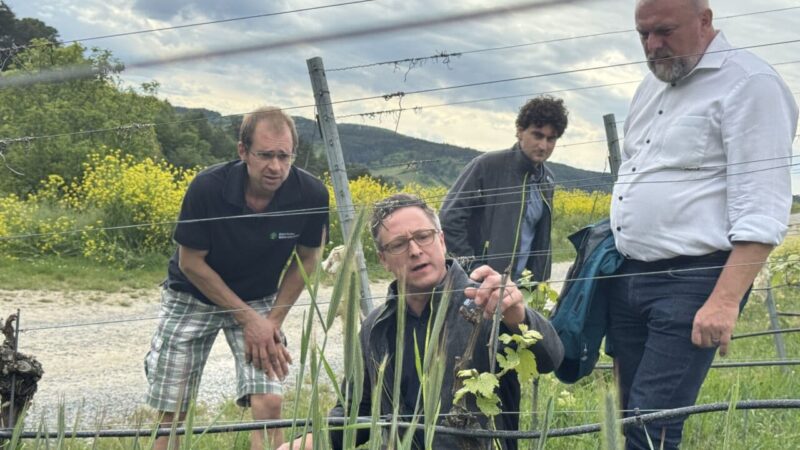 klimawandel-franken-weinbau