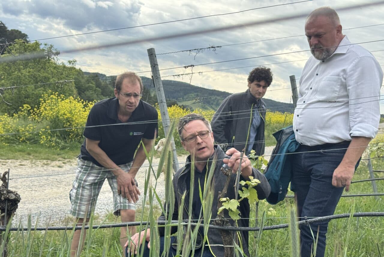 Klimawandel in Franken: Käferbefall und knappe Wasserreserven