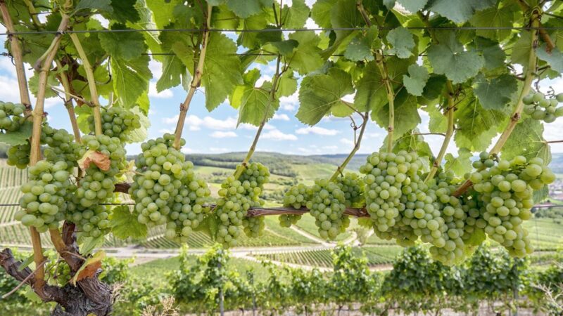weinlese-franken-2026