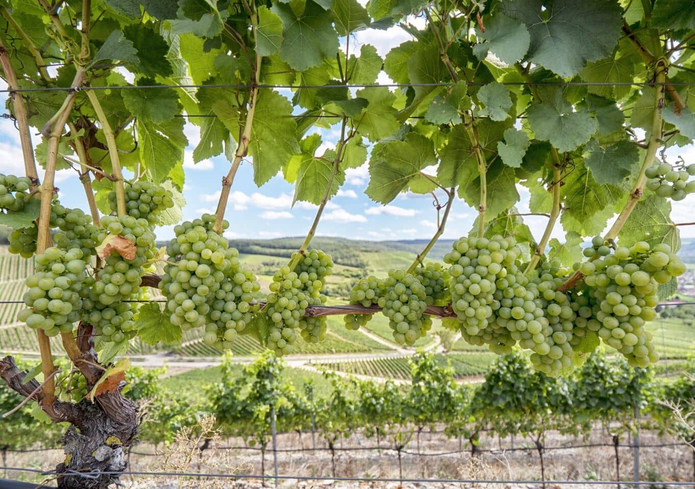 Umplanen im Winzerland Franken: Oliven statt Wein?
