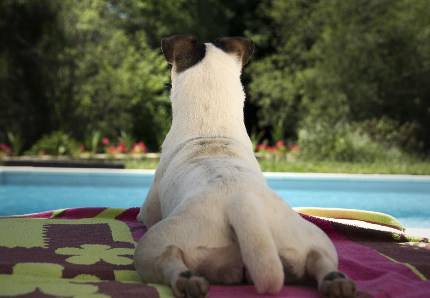 würzburg-dallenbergbad-hundebadetag- 2026